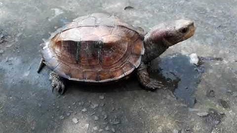 RÙA -  Sa nhân ăn ốc với chuối - 20/3/2017