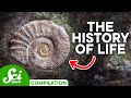 A timeline of life on earth 4 billion years of history