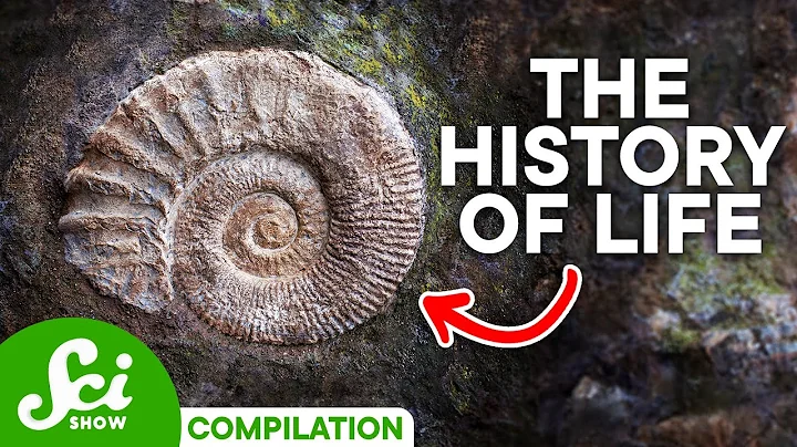 A Timeline of Life on Earth: 4 Billion Years of History - DayDayNews