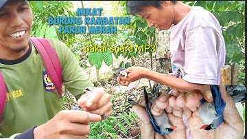 mikat burung rambatan di kebun kopi,pakai suara MP3,poin 2 ekor.
