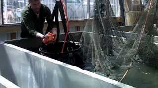 Lowering Koi Fish Into Quarantine - Koi For Sale