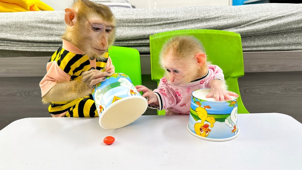 Папа, обезьянка Кака и обезьянка Мит играют в игру на угадывание и поиск еды.