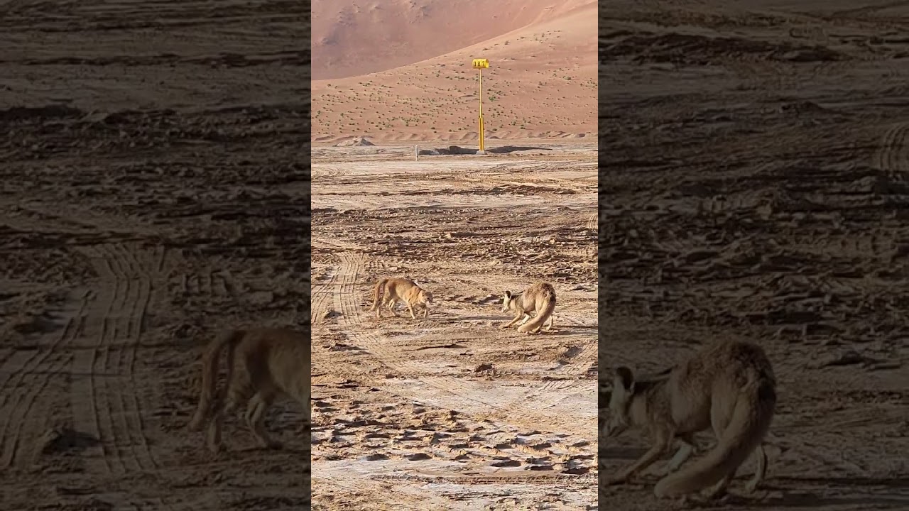 Swiper the for vs dessert cats.