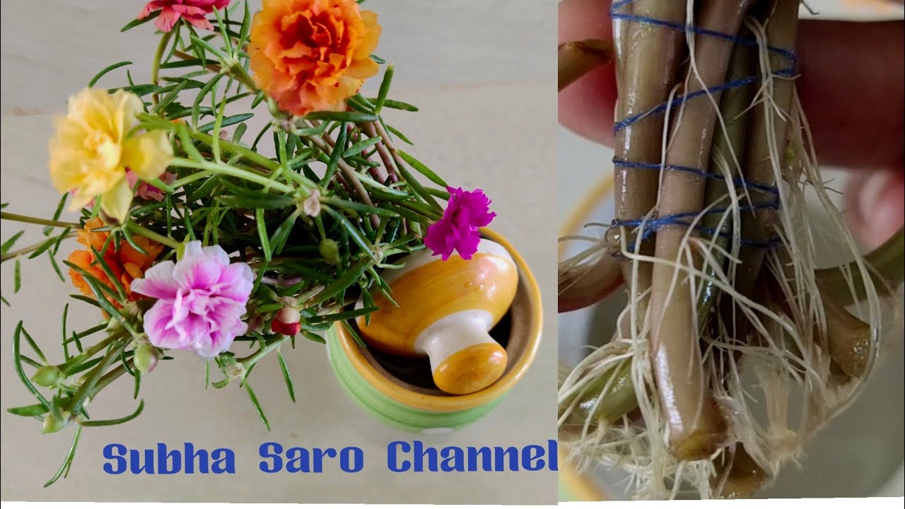 Table rose plant growing in water/ moss rose plant in water