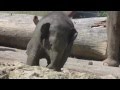 A funny Story of an Asian Elephant Baby named Ludwig and his aunt Panang at Munich Zoo