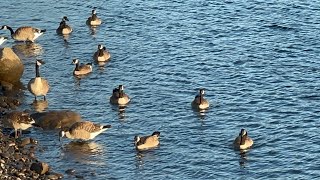 Details Graceful Geese on a Summer River: A Peaceful Afternoon Spectacle🪿 News