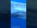🐋Eyes Meet with Blue Whale／シロナガスクジラと目が合ったシーン！ #shorts