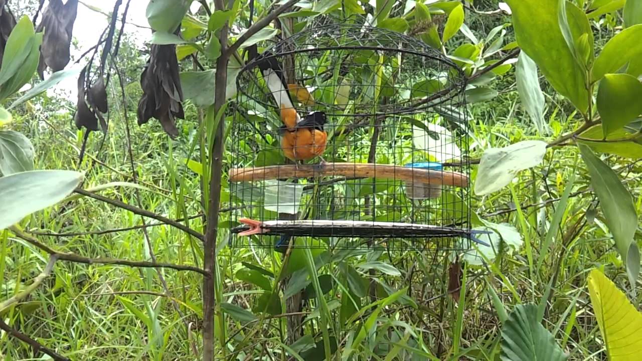 Burung murai batu: King hutan no.1 