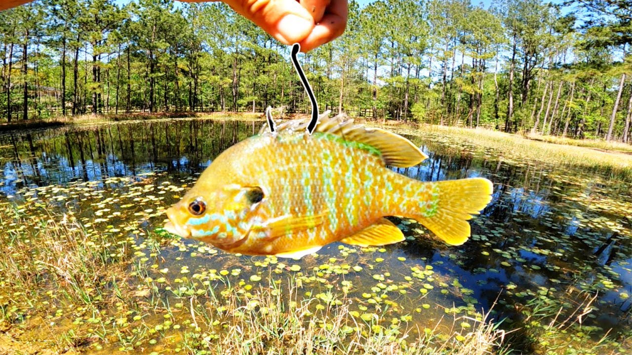 What Will My MASSIVE Pond Bass Do w/ Live Bluegill for Bait?? (Feeding  Frenzy) 