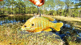 What Will My MASSIVE Pond Bass Do w/ Live Bluegill for Bait?? (Feeding Frenzy)