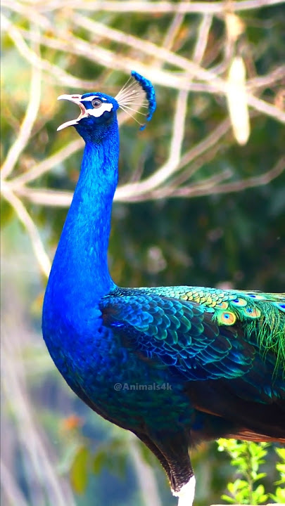 Most Beautiful animal Peafowl bird Peacock natural sounds 4k 💖😍❤️#animalsounds  #birds #peacock