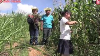 Fuimos al campo a bendecir nuestros elotes por su día.