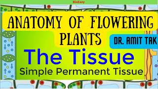 Anatomy Of Flowering Plants Simple Permanent Tissue Parenchyma Collenchyma Sclerenchyma Amitsir