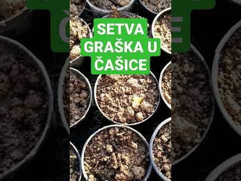 SETVA GRAŠKA U