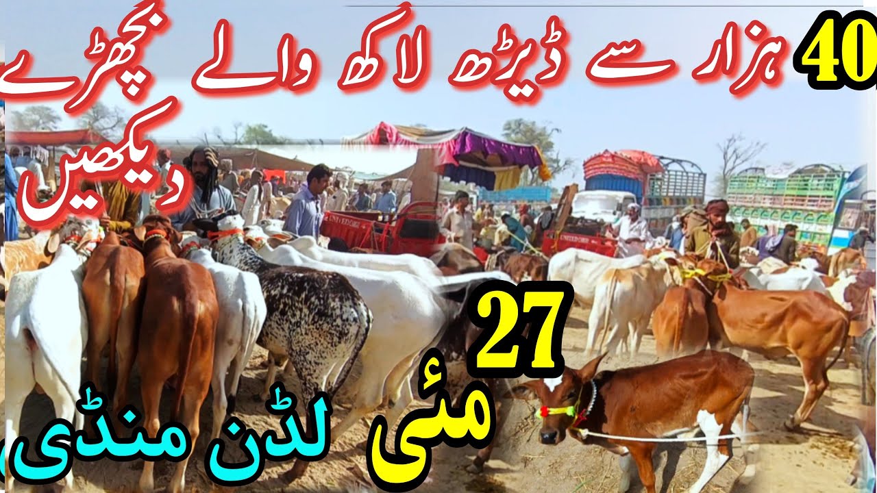 Bachro ka rate kon janna chahta hai 