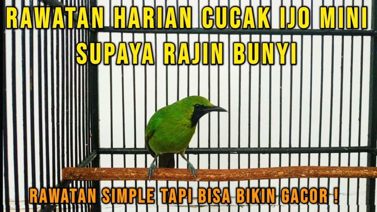 PERAWATAN HARIAN BURUNG CUCAK IJO MINI SUPAYA CEPAT GACOR