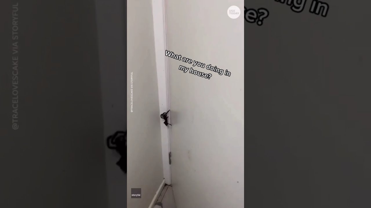This Woman Tried To Keep Her Cool When She Found A Huge Furry Spider In House