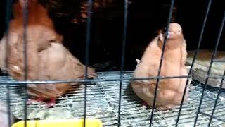 Download Lagu Hamam ade zmouri MP3