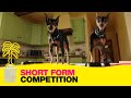 Golden Revenge - Short Form Competition - CANNESERIES
