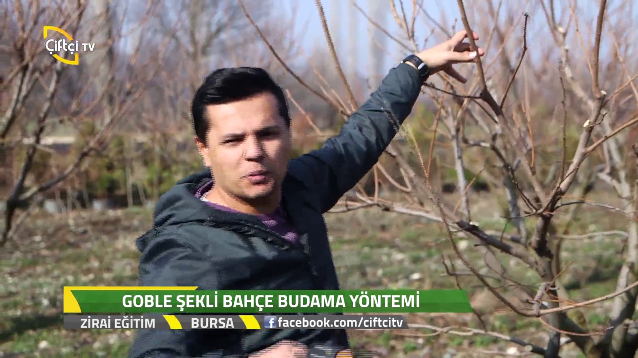 Zirai Eğitim-Kapama Hurma Bahçesinde Budama Nasıl Yapılır?