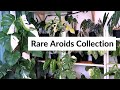 Rare Houseplant/Aroids Tour - Personal Collection (Malaysia) - Kept in our balcony