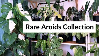 Rare Houseplant/Aroids Tour - Personal Collection (Malaysia) - Kept in our balcony