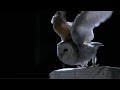 The silent flight of an owl  natural world super powered owls preview  bbc two