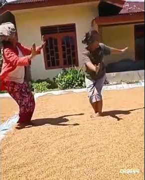 Manjomur Eme Toba Story WA, Panen Eme