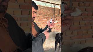 ₹1440/- ka inj 🥹❤️ #gircowgujaratbhavngar #dairyfarm #minivlog #dairyherd #farm #farming #baffalo