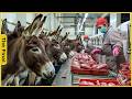 Factory tour  sausage processing factory from millions of donkeys  food factory