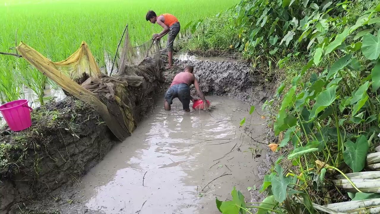ঐতিহ্যবাহী পুরনো দিনের স্মৃতি, পুকুর সেচ দিয়ে মাছ ধরা।