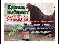 Курица выбирает АСД2 ! Сильней иммунитет. Ускоренный рост. Улучшение яйценоскости.