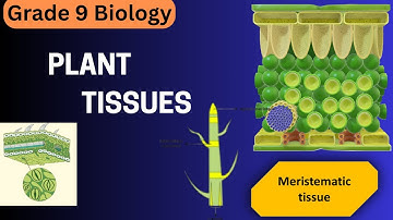 Plant tissues class 9 Biology | Grade 9 - Meristematic Tissue | Tissues Chapter
