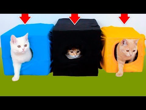 Video: Hur Man Gör Ett Pass För En Katt