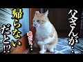 父さんが出張で帰らない日‥猫を一日隠し撮りしてみた【ルーティン】
