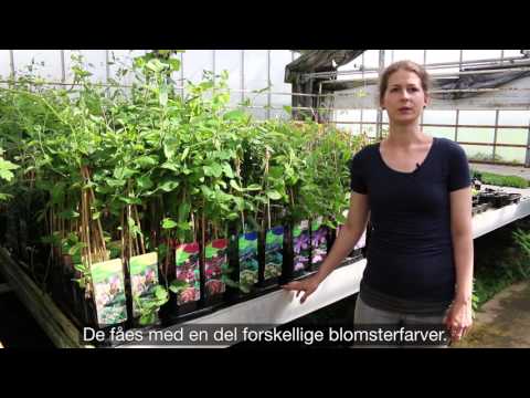 Video: Hvilke er slyngplanter?