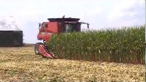 Case IH 8230 Axial-Flow Combine Harvesting Waxy Corn