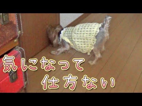 【ヨークシャテリア】気になって落ち着きがないヨークシャテリア【Yorkshire Terrier】