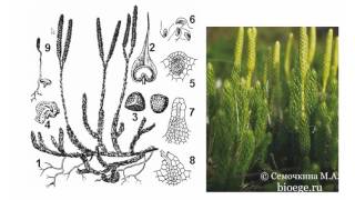 Биология в картинках: Цикл развития плауна булавовидного (Вып. 31)