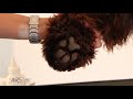 Royal Diamond Labradoodles, Trimming the Pads of Feet.mov Royal Diamond Labradoodles, Trimming the Pads of Feet.mov