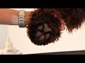 Royal Diamond Labradoodles, Trimming the Pads of Feet.mov