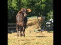 Rescued bull gets new life on nj farm