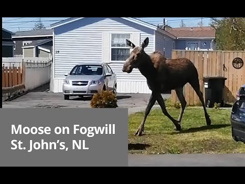 Video: Veľká Príroda V St. John's, Newfoundland - Matador Network