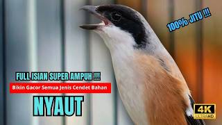 Cendet Gacor BONGKAR ISIAN PANCINGAN HANDAL CENDET AGAR BUNYI bikin BURUNG CENDET GACOR AKTIF