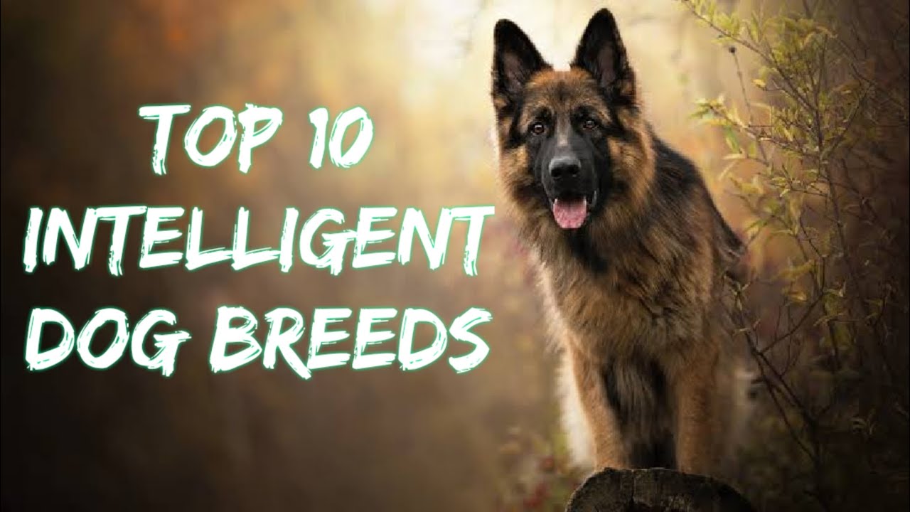 Top 10 Intelligent dog breeds YouTube
