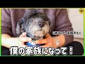 5歳保護犬トイプーがトリミング行ってさらに可愛くなりました