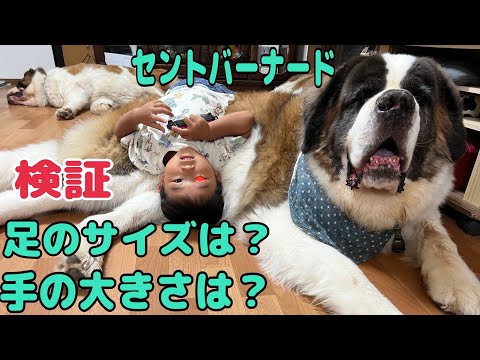 【セントバーナード検証】セントバーナードの手足のサイズっていったい何㌢？お手の重さって何㌘？