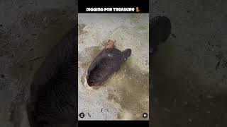 digging for treasure 🦫 #animalshorts #shortsfeed #beavers #shortsvideo #shortsfeed