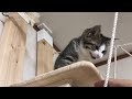 鳴き声とゴロゴロ音がかわいい子猫