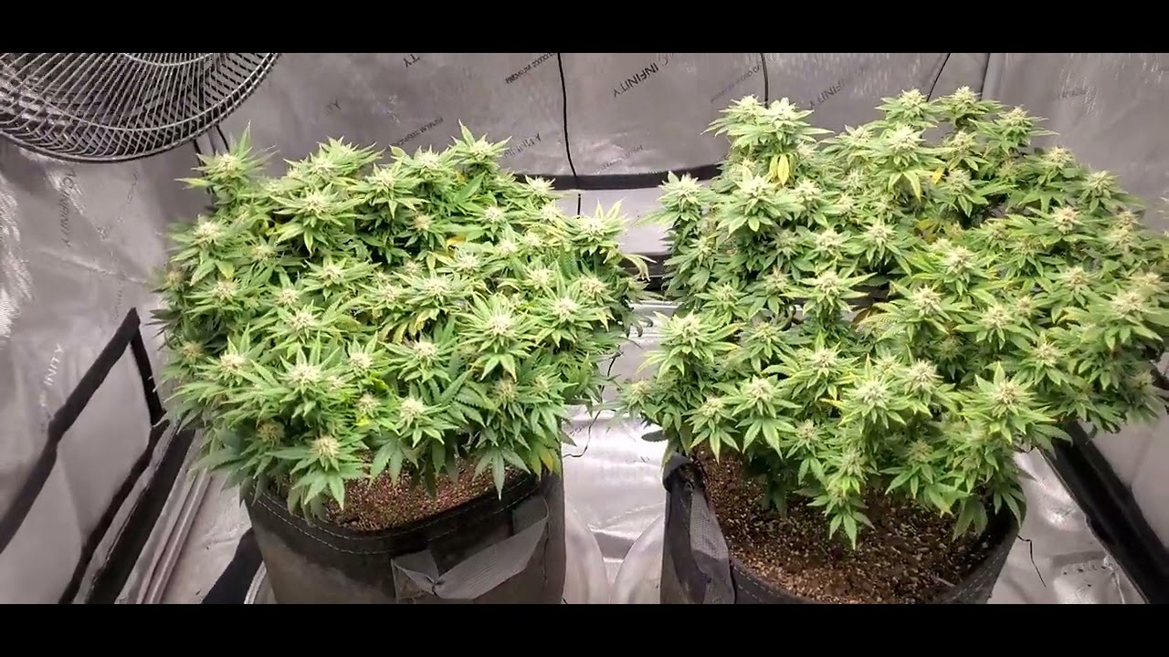 sour diesel week 14